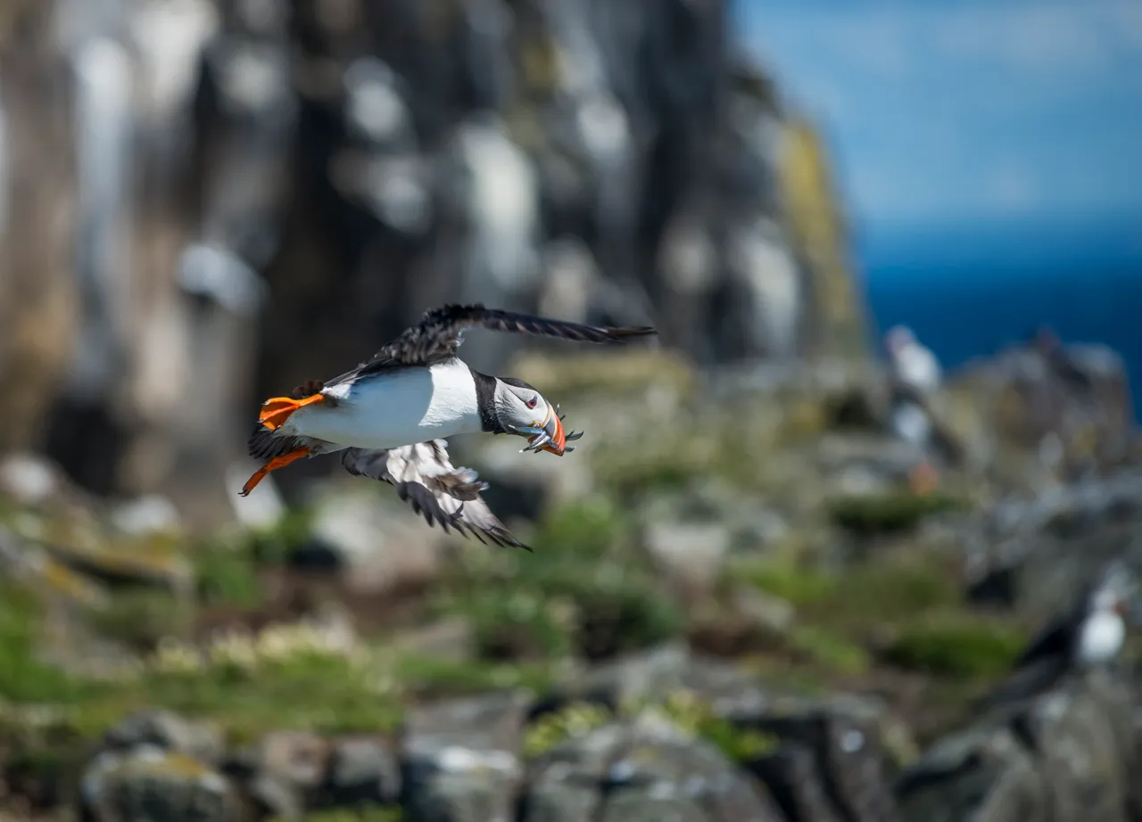 Isle of May National Nature Reserve