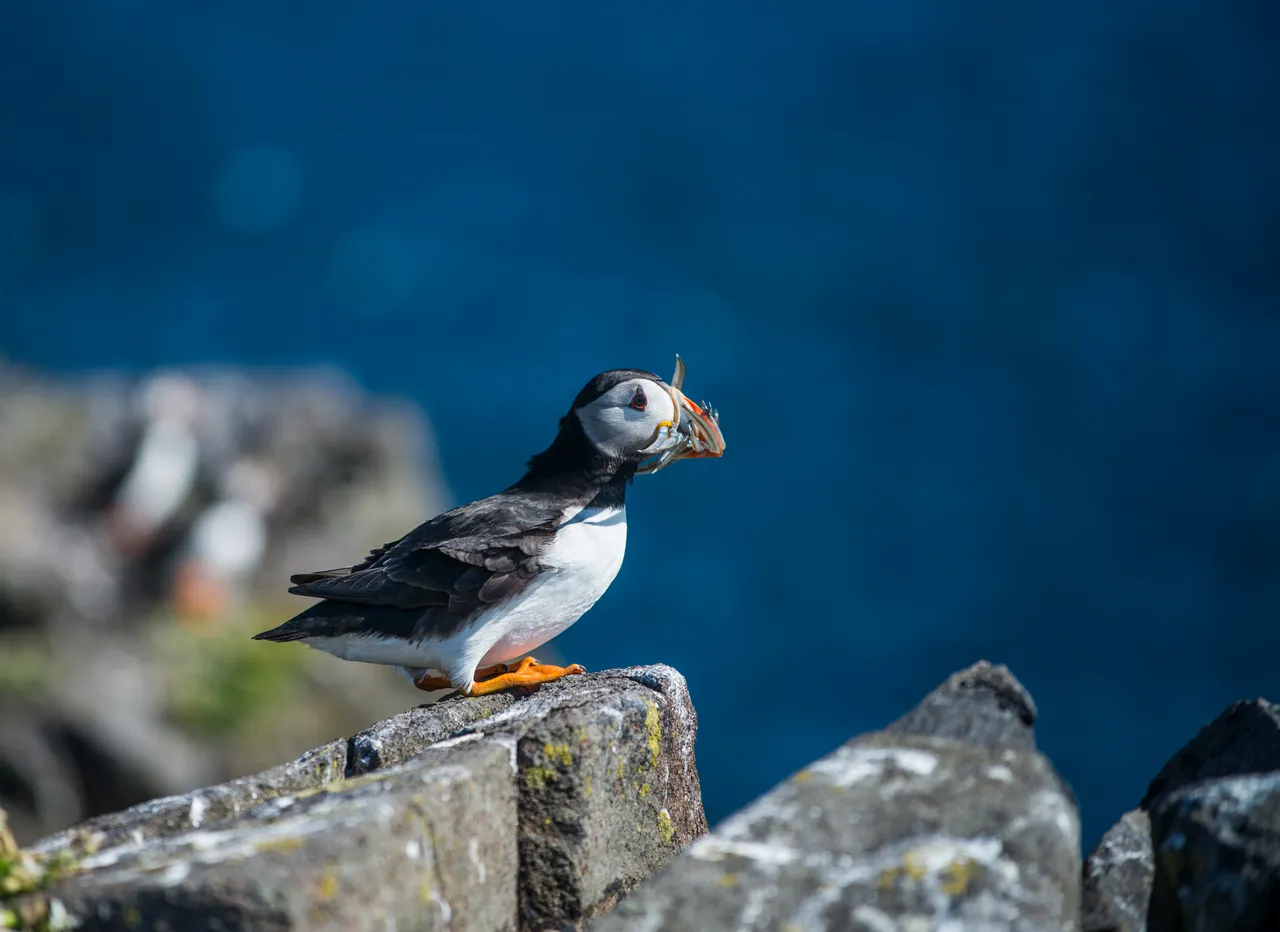 Isle of May National Nature Reserve