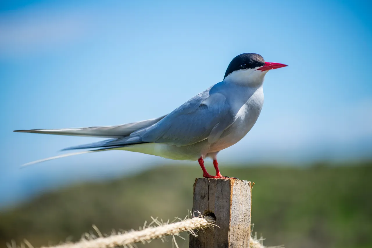 Arctic Tern