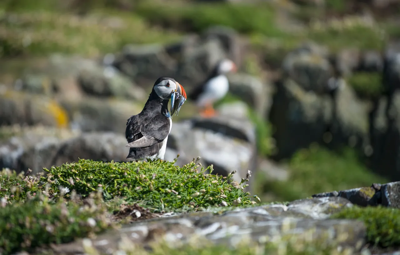 Isle of May National Nature Reserve