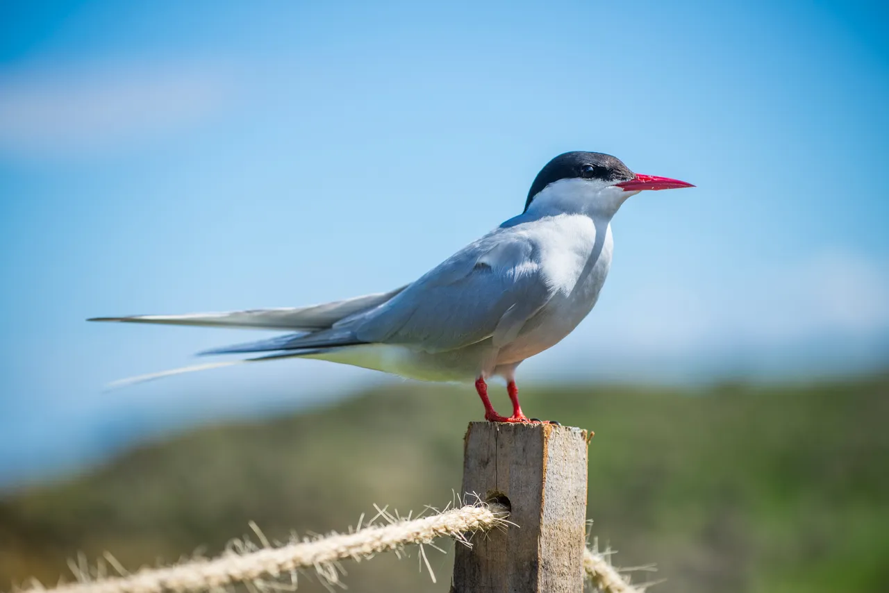 Arctic Tern