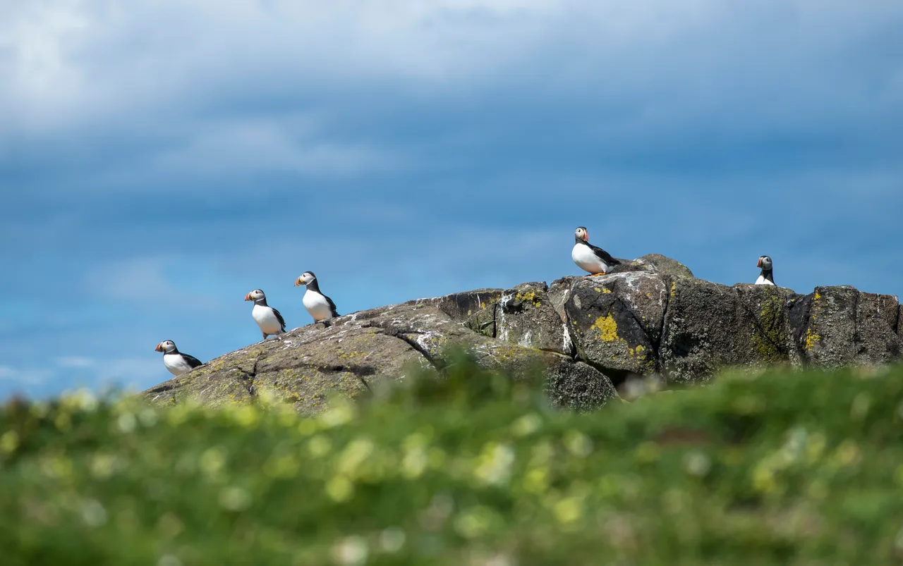 Isle of May National Nature Reserve