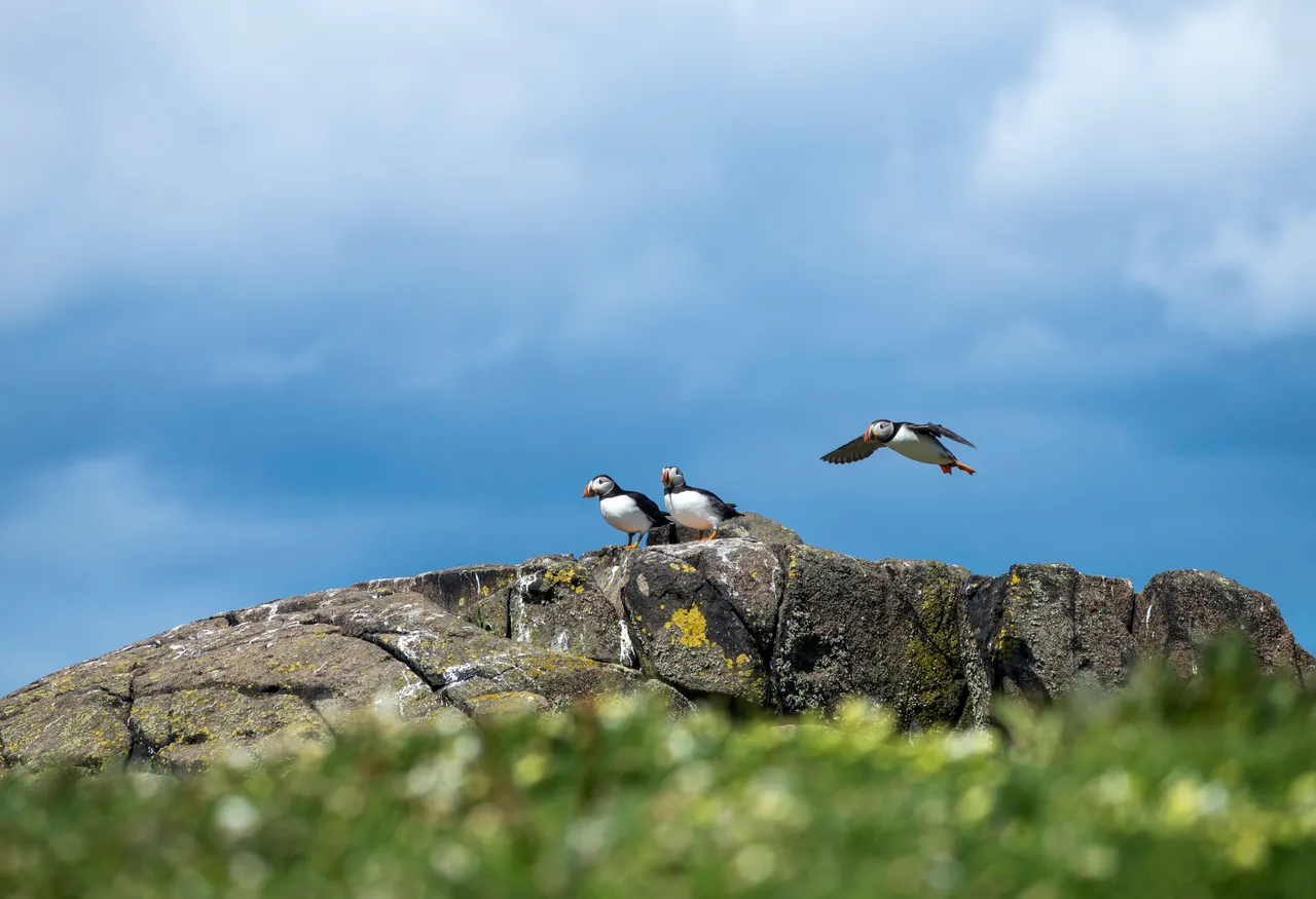 Isle of May National Nature Reserve