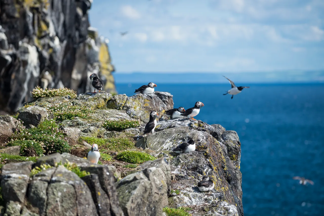 Isle of May National Nature Reserve