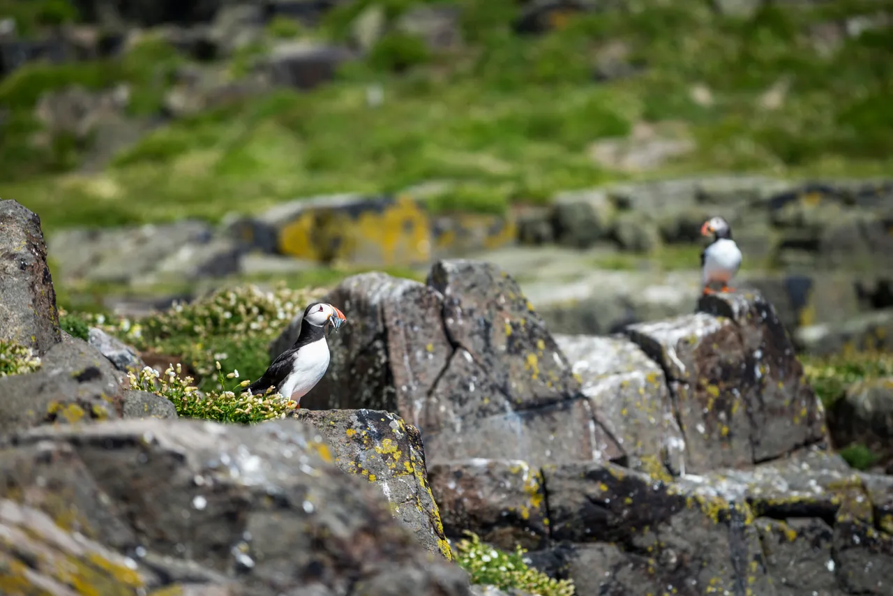 Isle of May National Nature Reserve