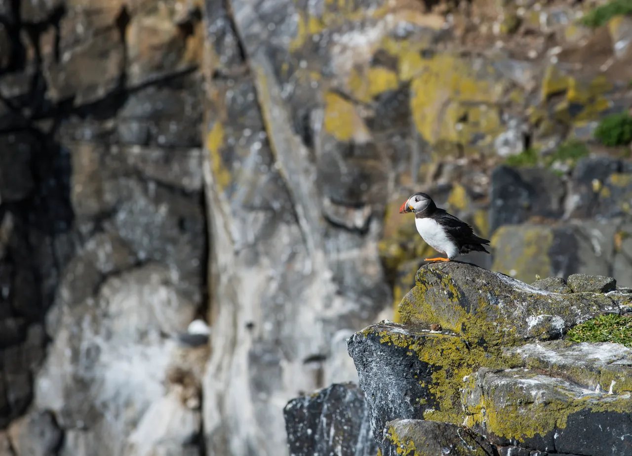 Isle of May National Nature Reserve