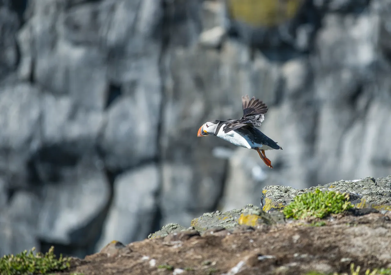Isle of May National Nature Reserve