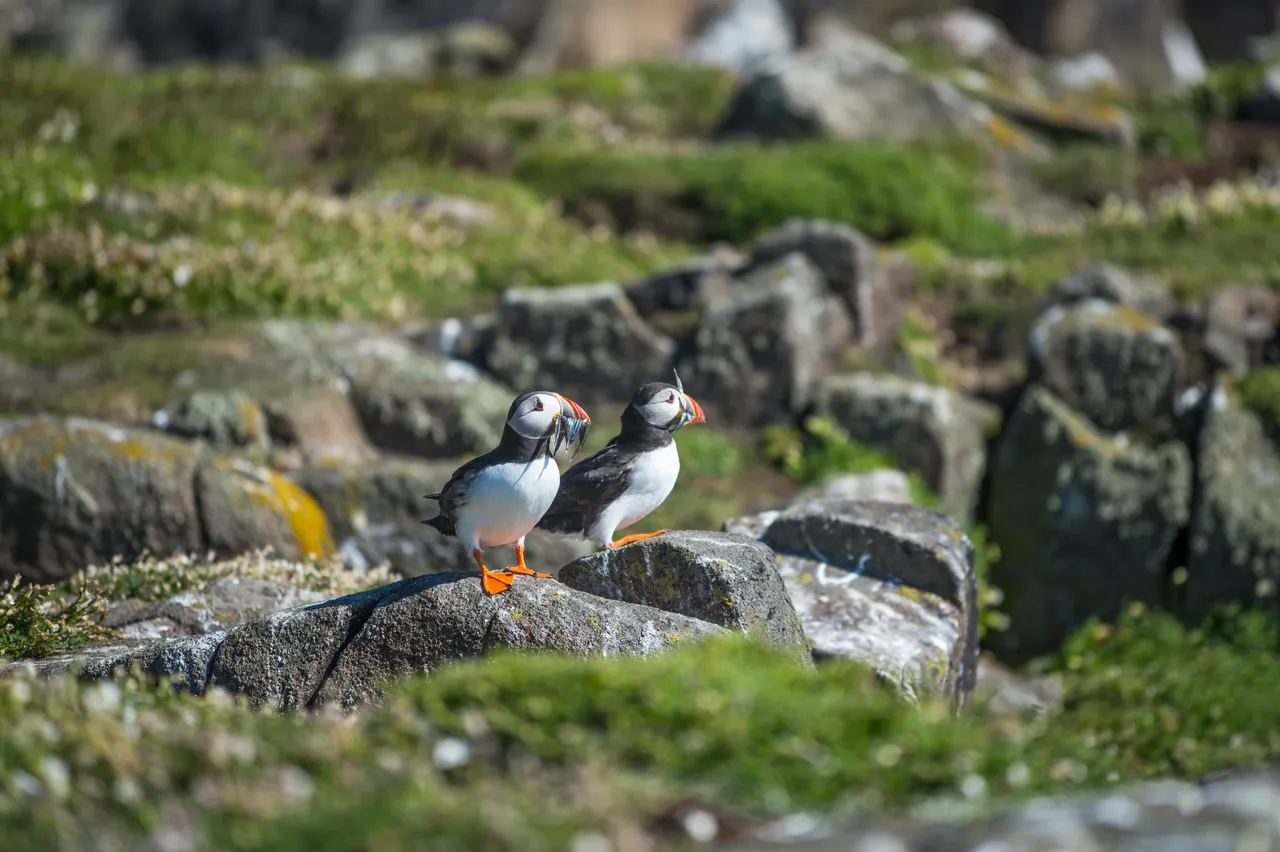 Isle of May National Nature Reserve