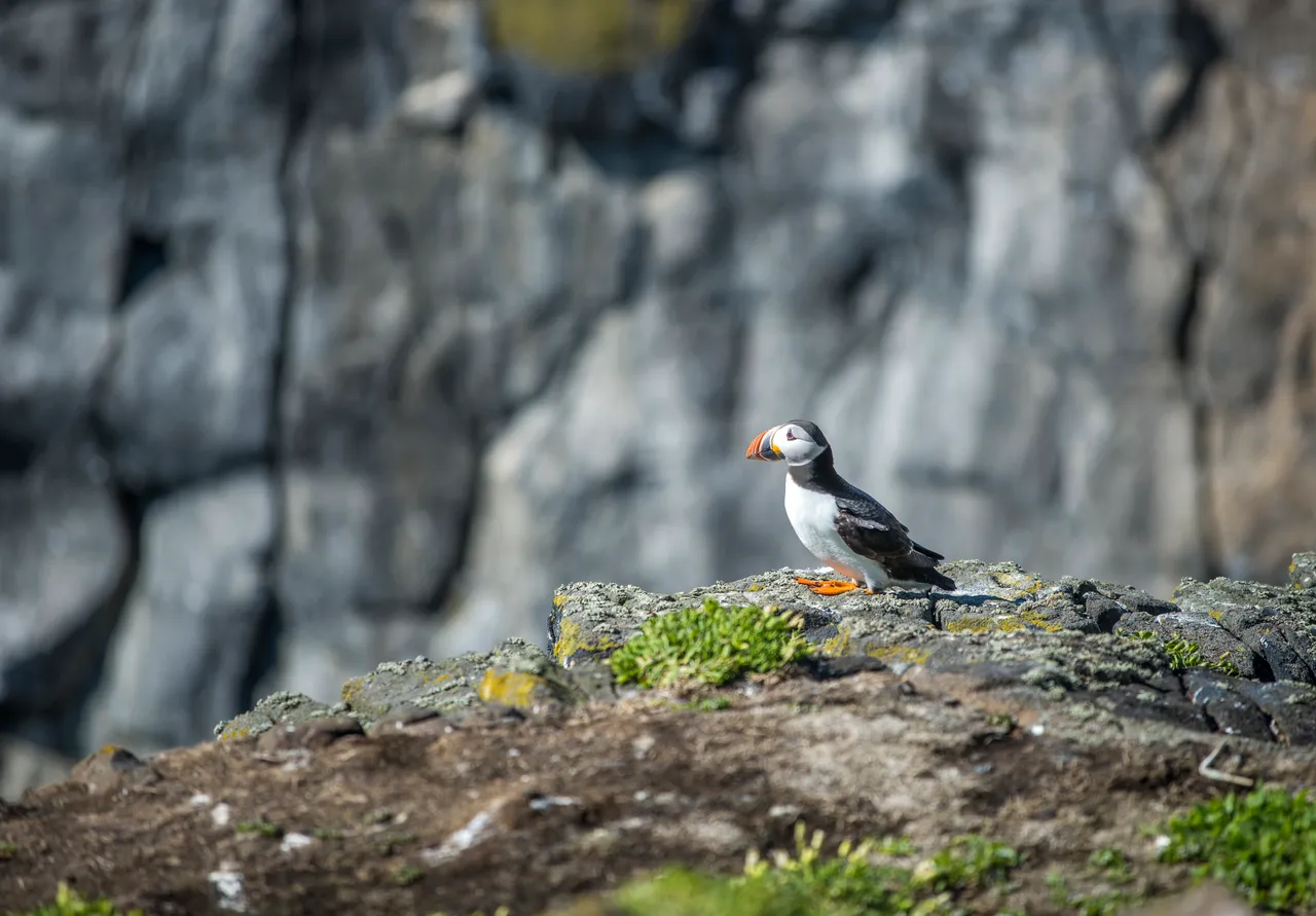 Isle of May National Nature Reserve