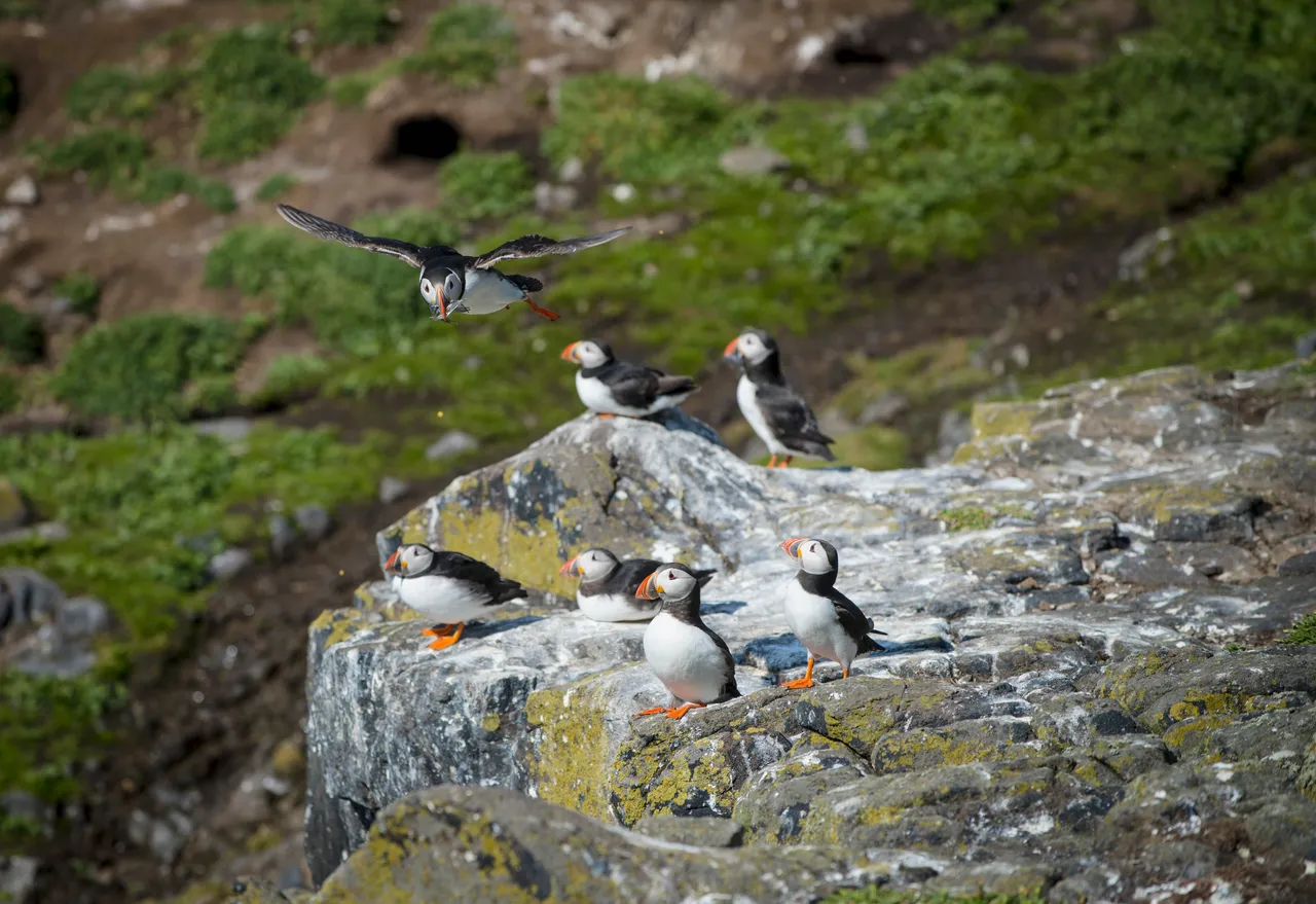 Isle of May National Nature Reserve