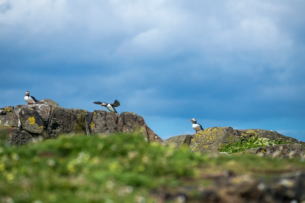 Isle of May National Nature Reserve