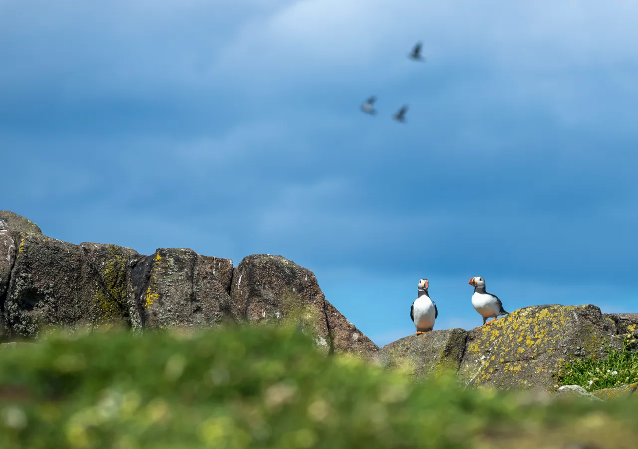 Isle of May National Nature Reserve