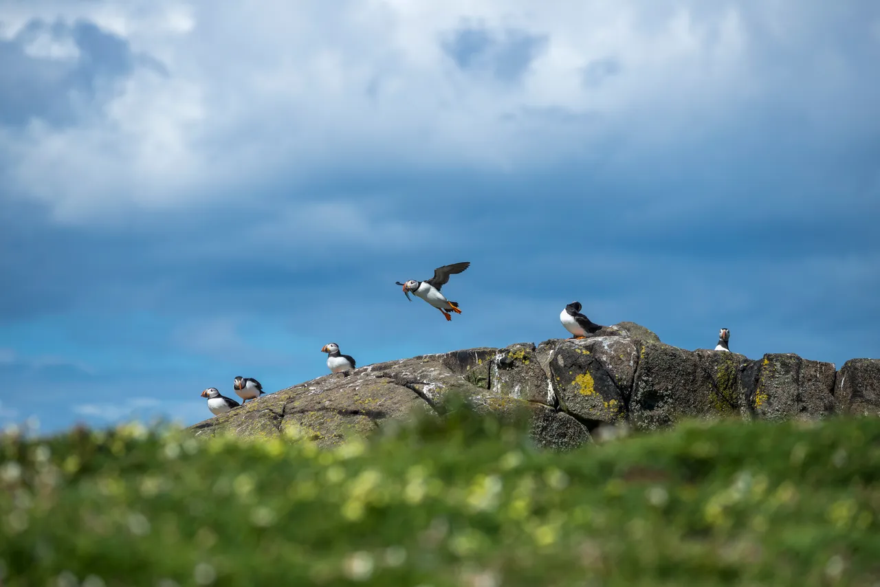 Isle of May National Nature Reserve