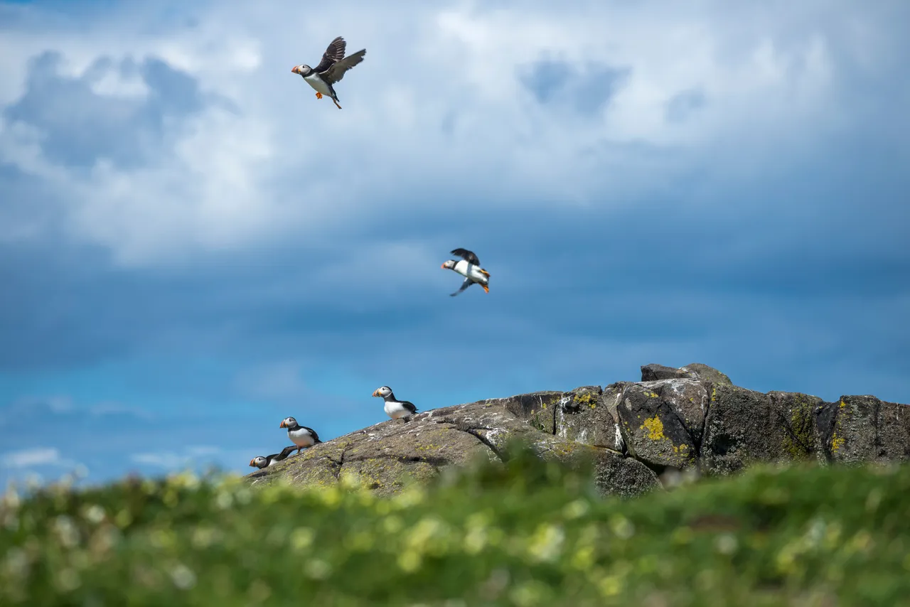 Isle of May National Nature Reserve