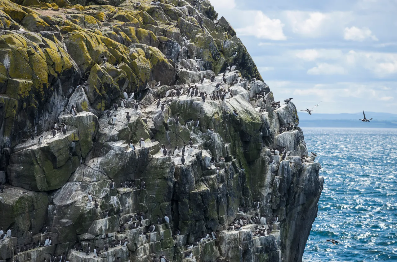 Guillemots
