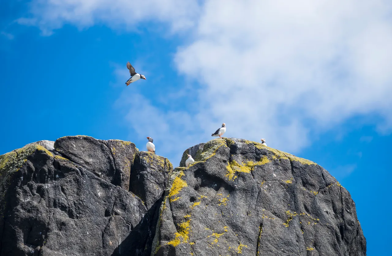 Isle of May National Nature Reserve