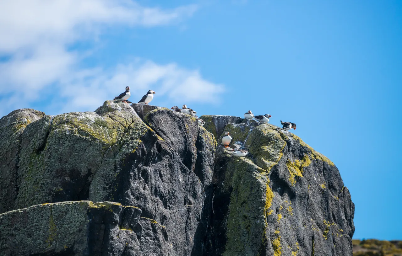 Isle of May National Nature Reserve