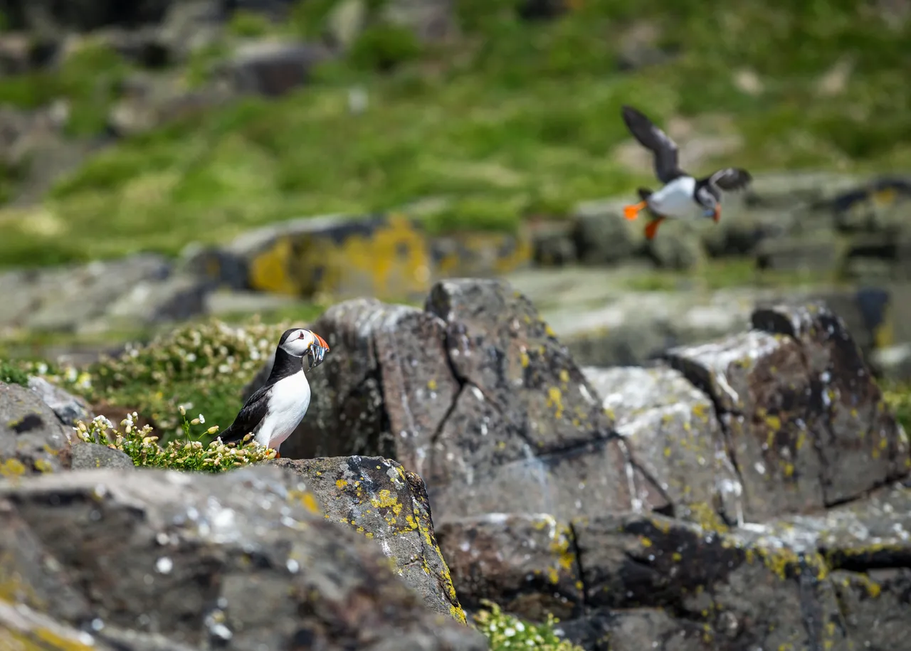 Isle of May National Nature Reserve