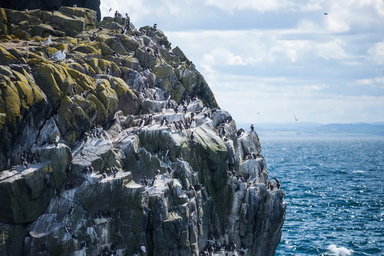 Guillemots