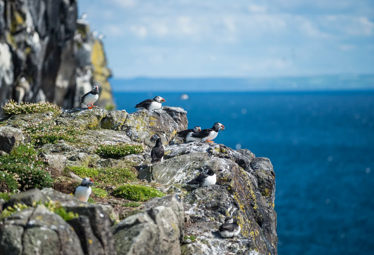Isle of May National Nature Reserve