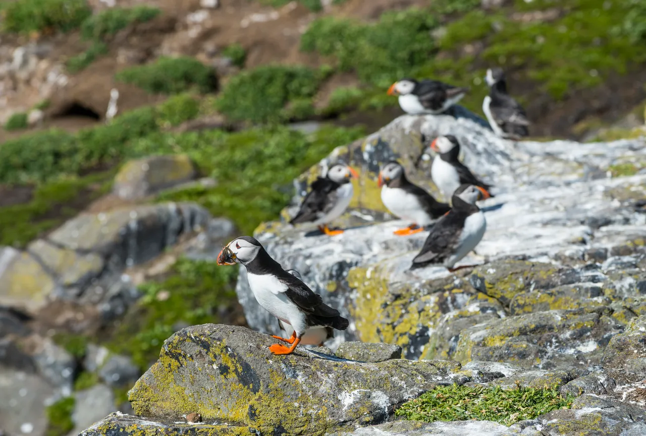 Isle of May National Nature Reserve
