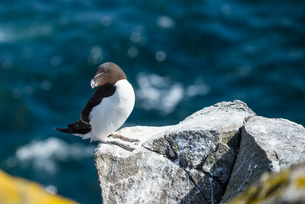 Razorbill (Alca torda)
