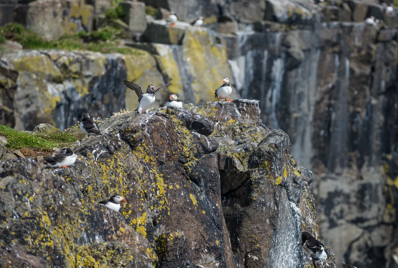 Isle of May National Nature Reserve
