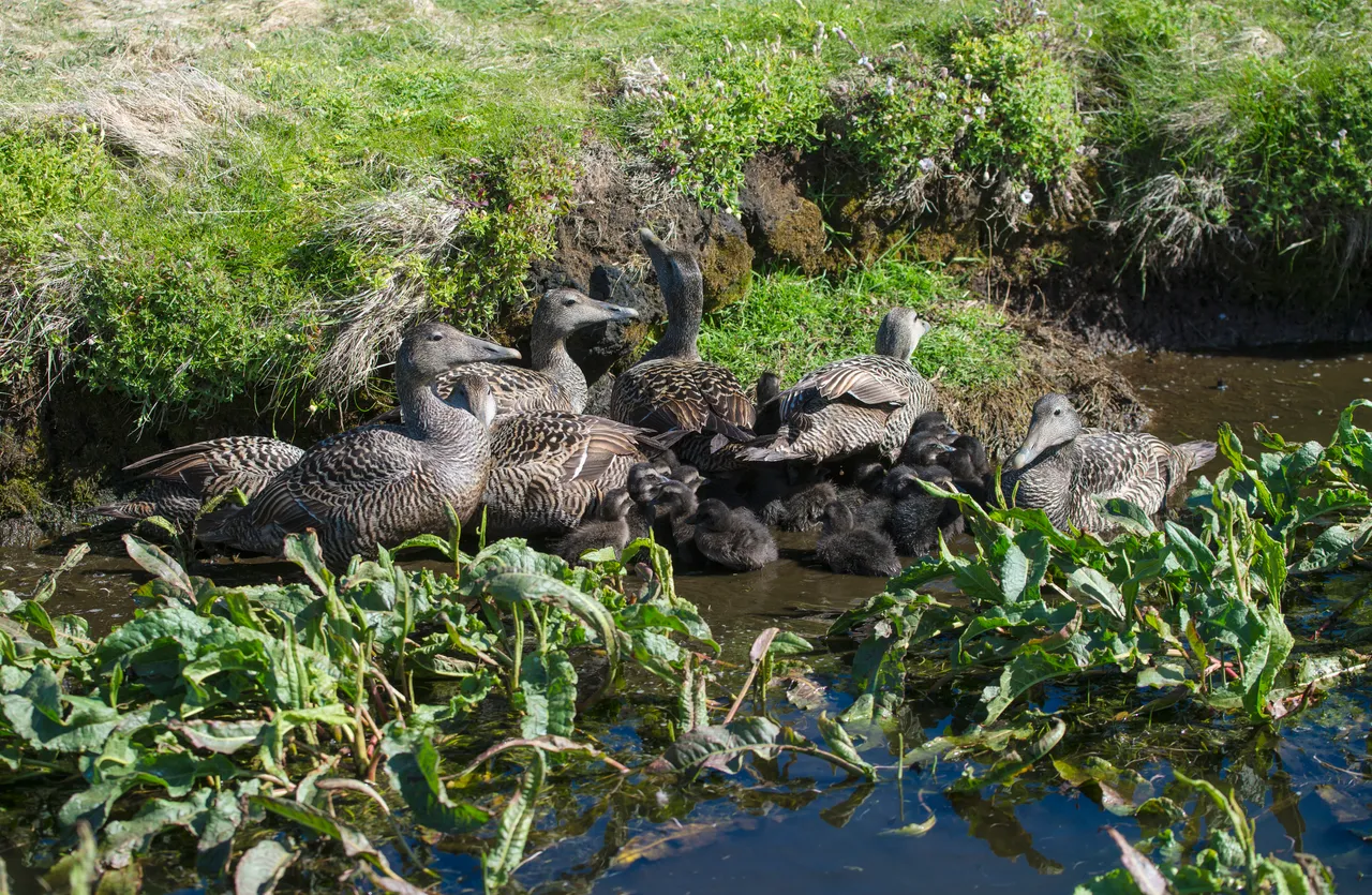 Eider Ducks