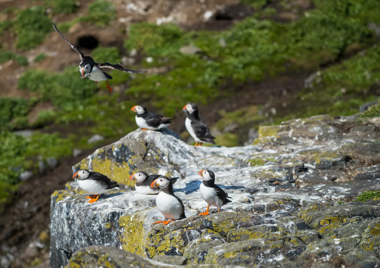 Isle of May National Nature Reserve