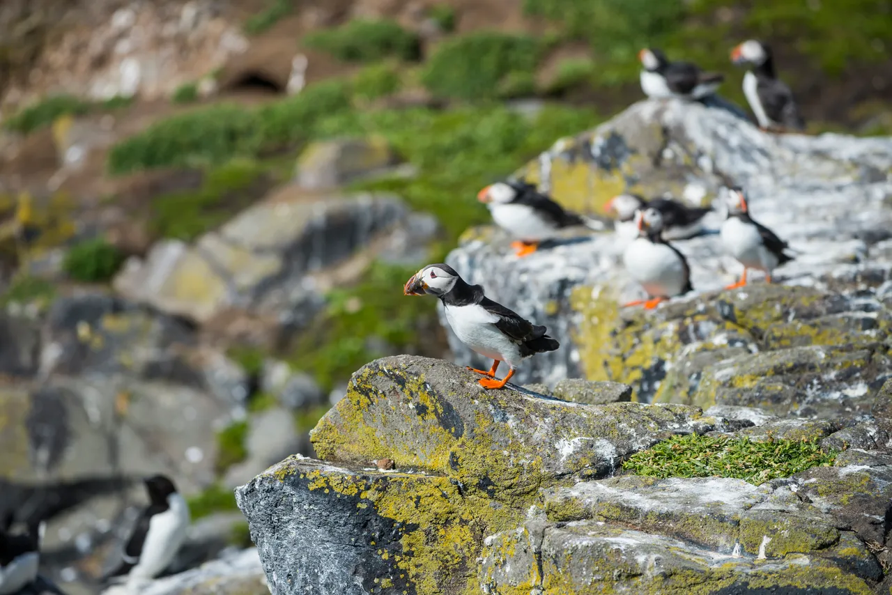 Isle of May National Nature Reserve