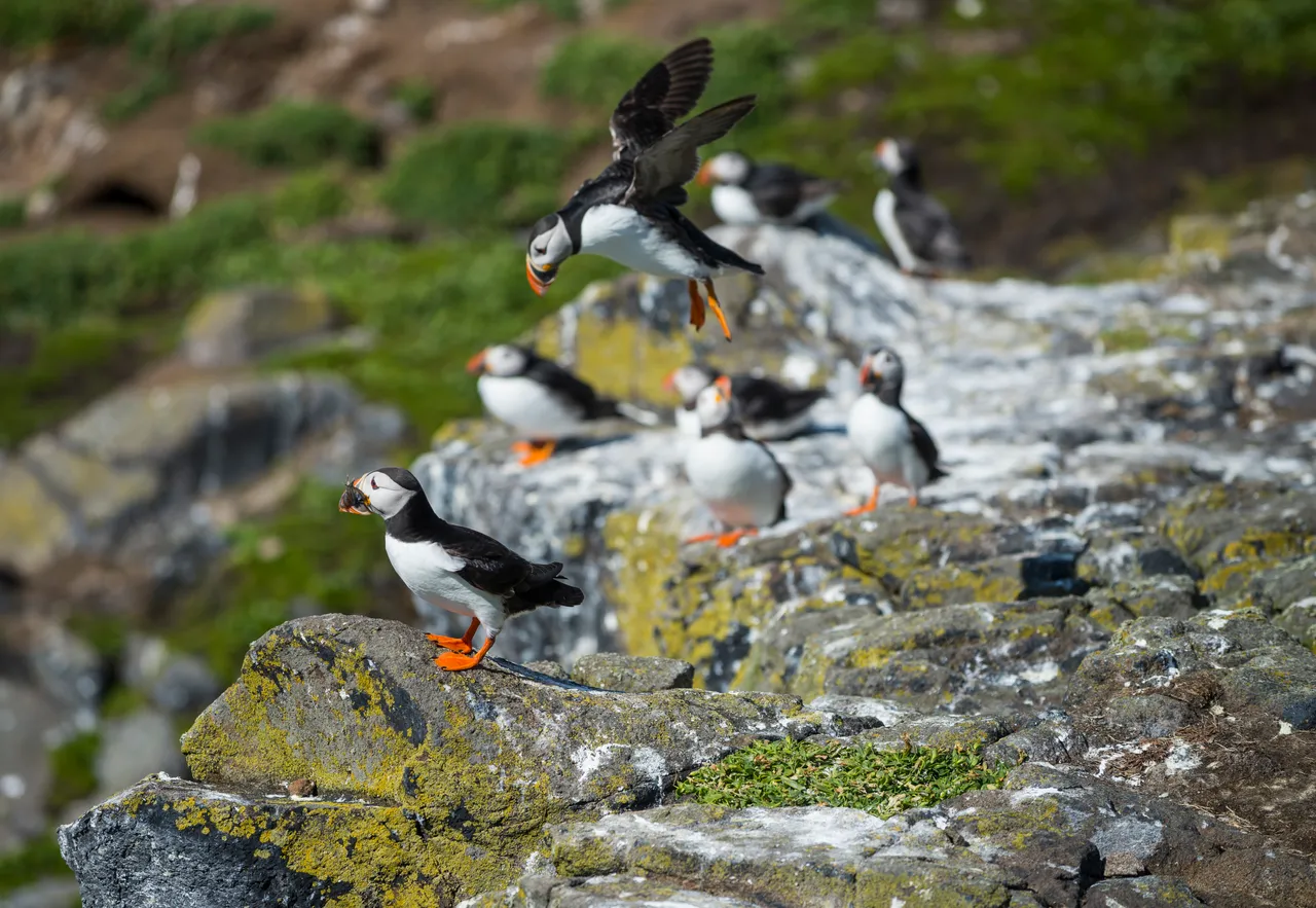 Isle of May National Nature Reserve