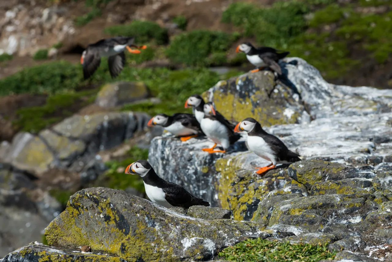 Isle of May National Nature Reserve
