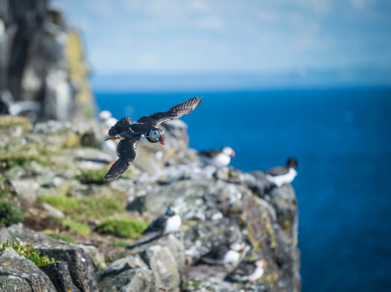 Isle of May National Nature Reserve