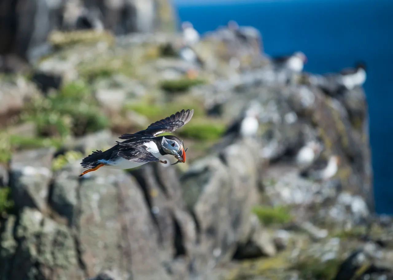 Isle of May National Nature Reserve