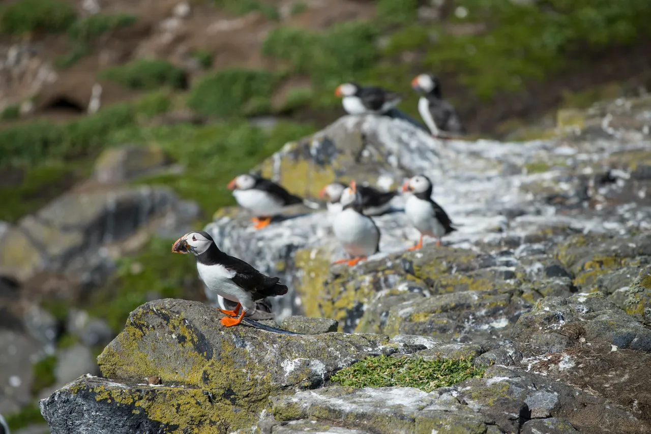 Isle of May National Nature Reserve