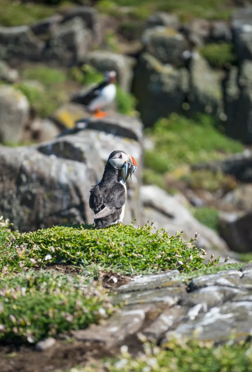 Isle of May National Nature Reserve