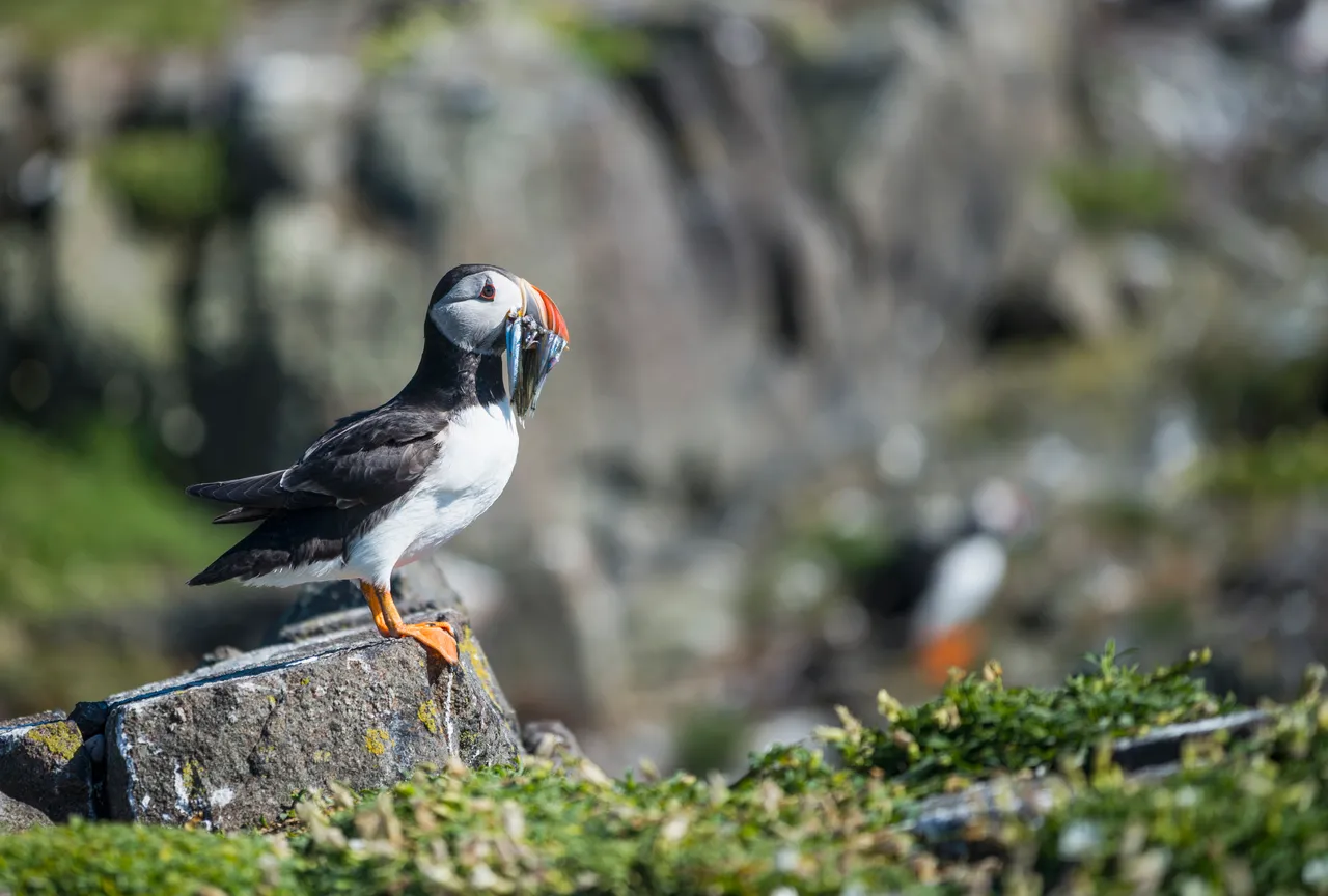 Isle of May National Nature Reserve