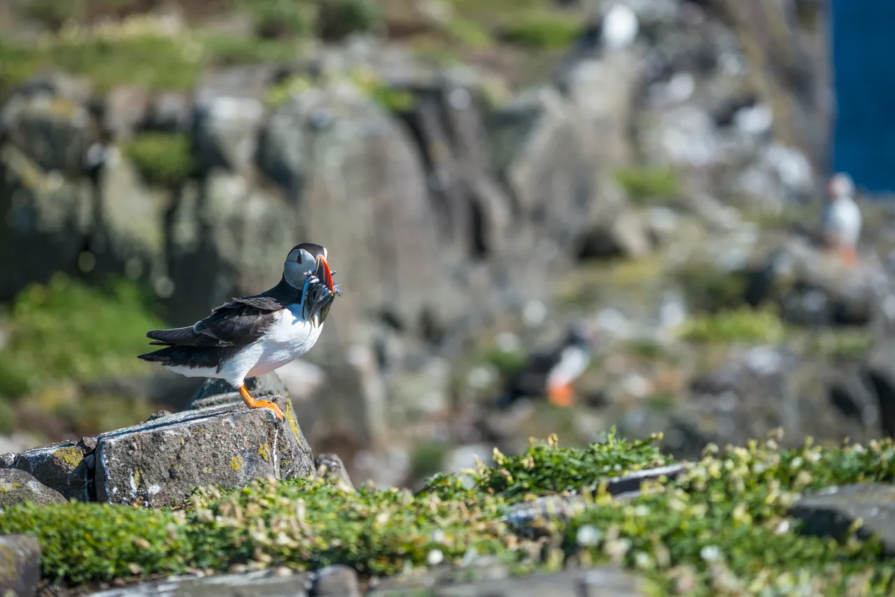 Isle of May National Nature Reserve