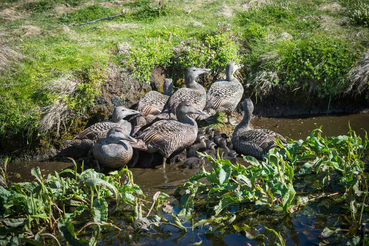 Eider Ducks