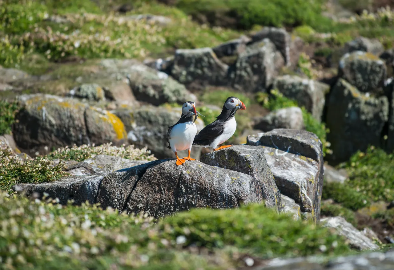 Isle of May National Nature Reserve