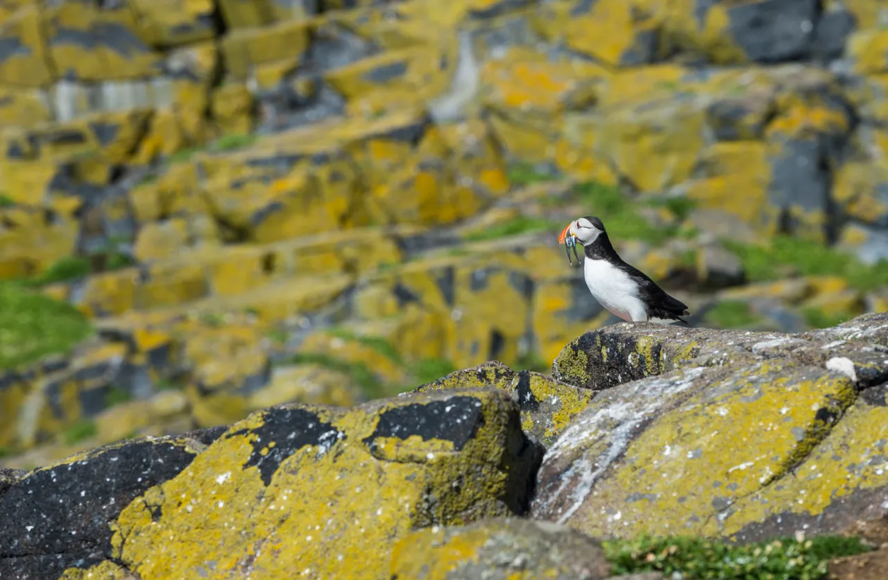 Isle of May National Nature Reserve