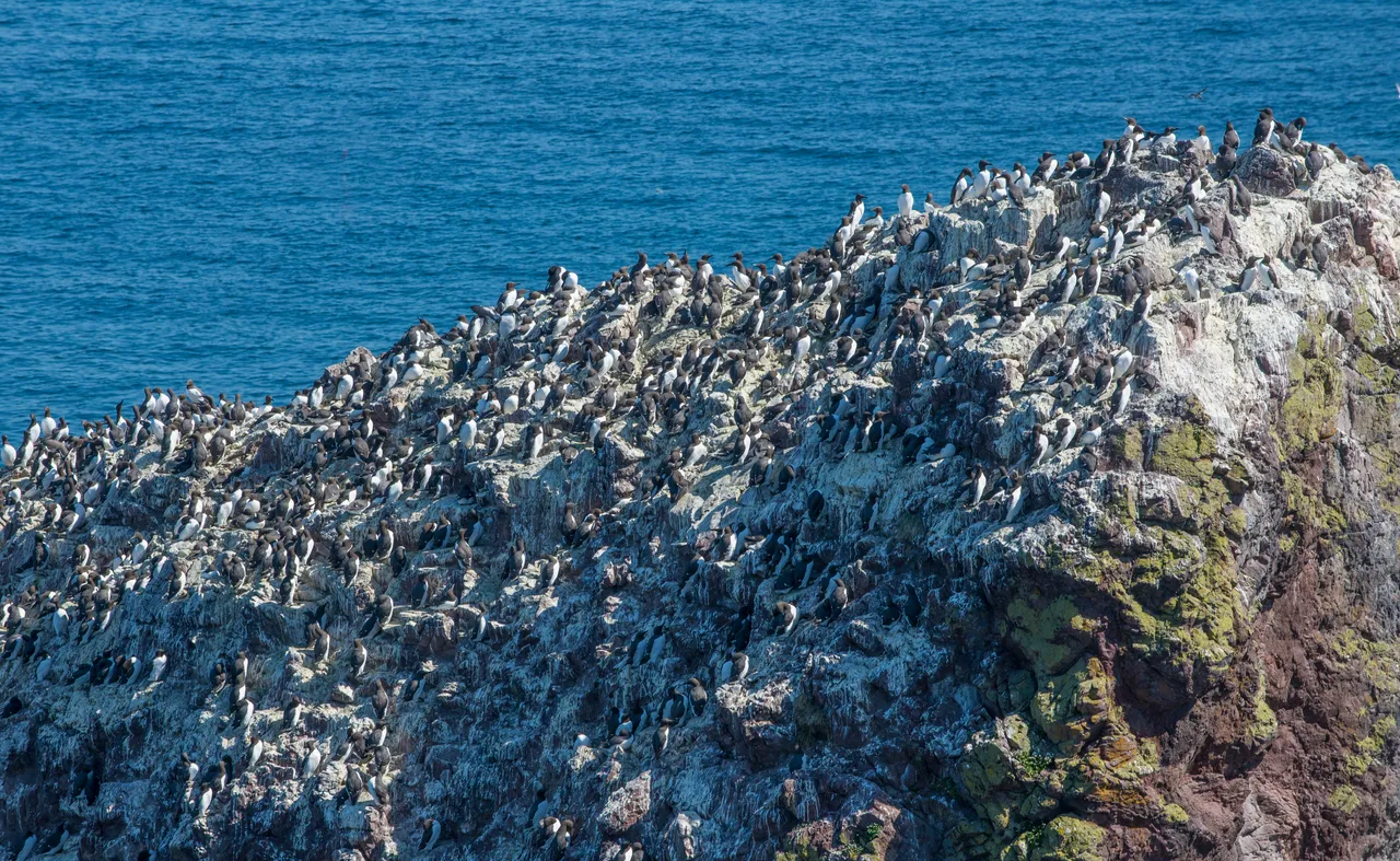 Guillemots