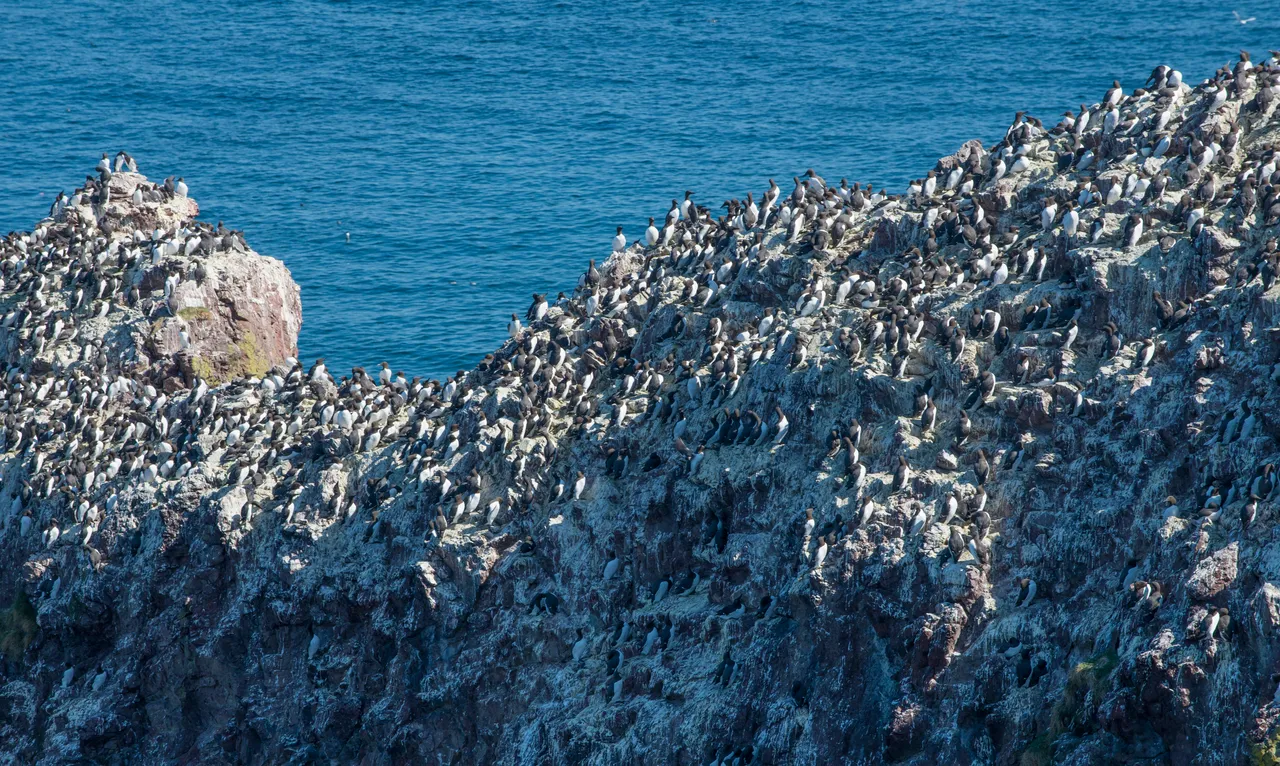 Guillemots