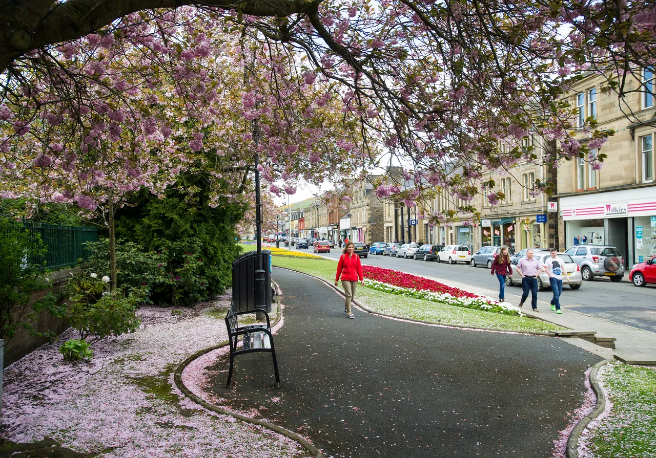 Cherry Blossoms