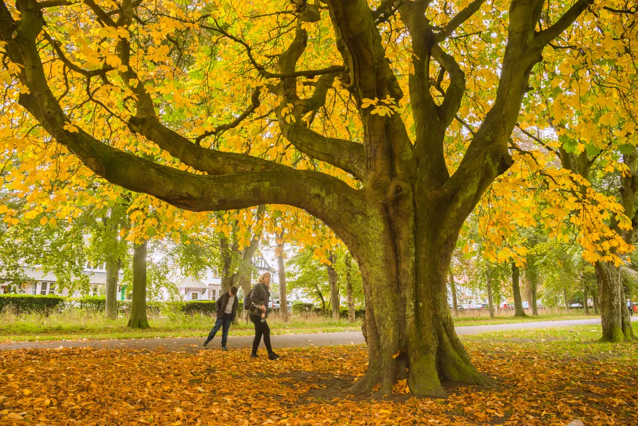Beveridge Park