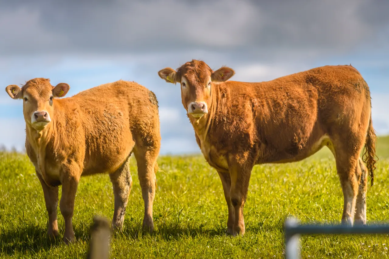Red Angus