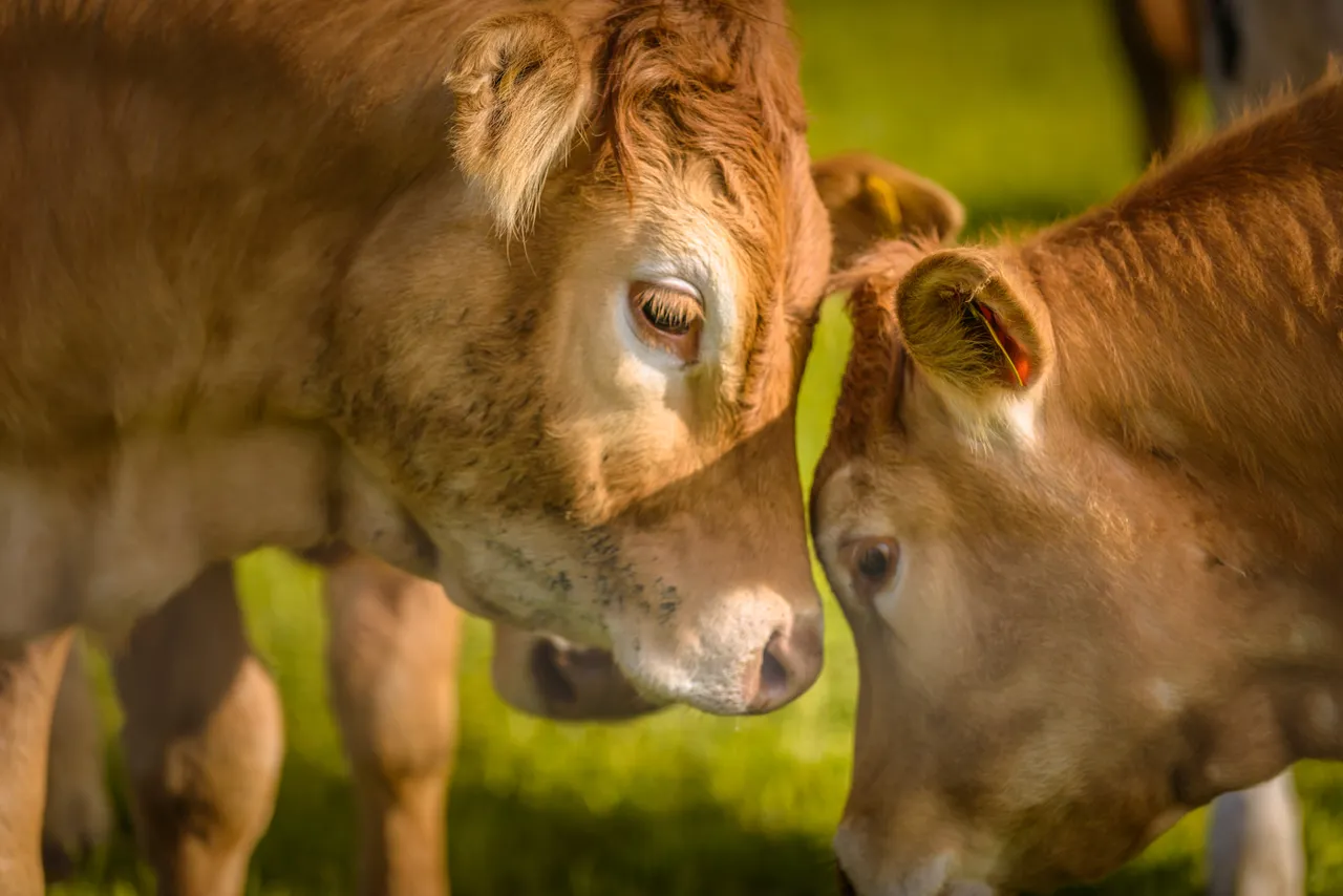 Red Angus