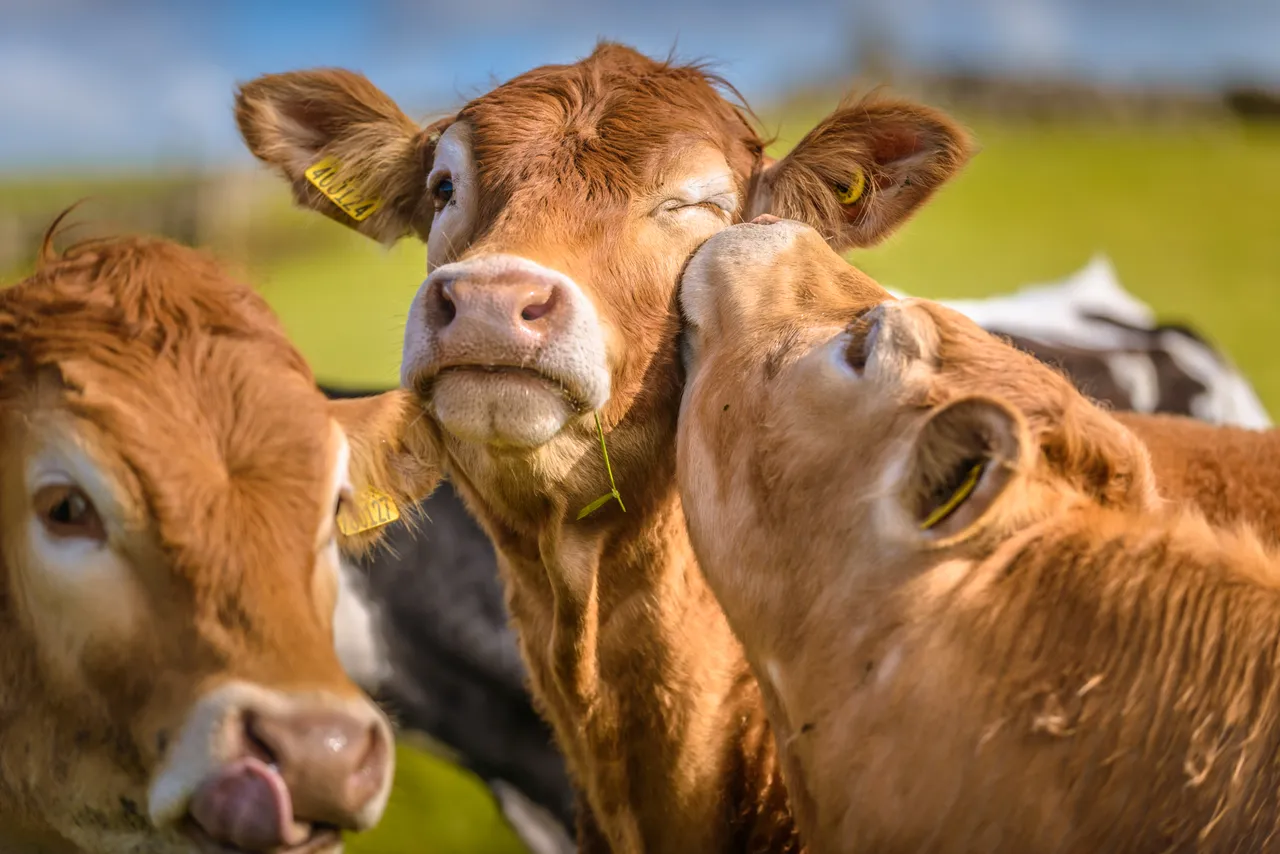 Red Angus