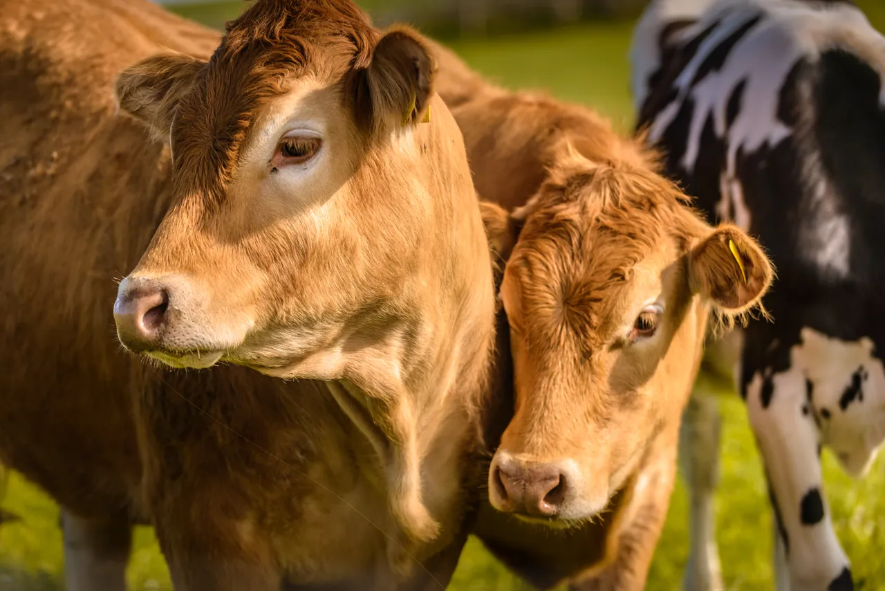 Red Angus