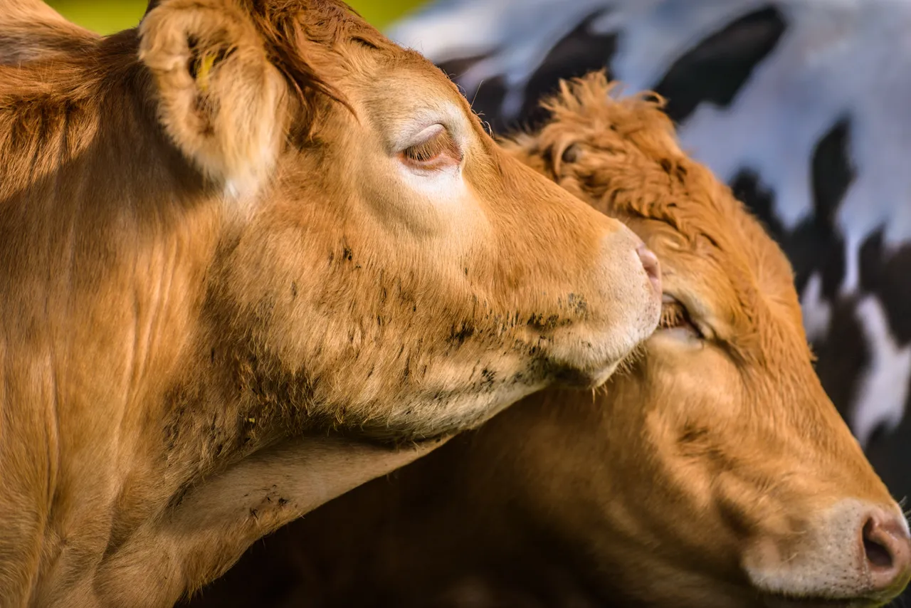 Red Angus